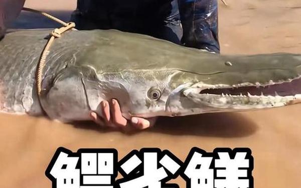 中国古动物馆鳄雀鳝咬伤游客-3米鳄雀鳝VS鲨鱼