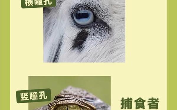 那种动物的瞳孔是长方形的—瞳孔的形状