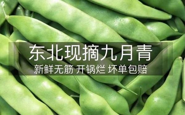 九月青豆角产自_九月青豆角种植时间