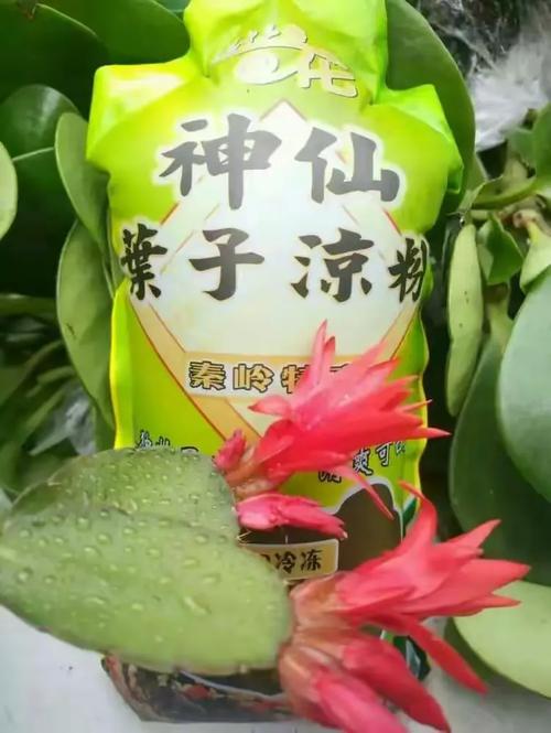 带你回家 免安装绿色中文版