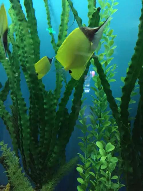 星星水族馆 免安装绿色中文版