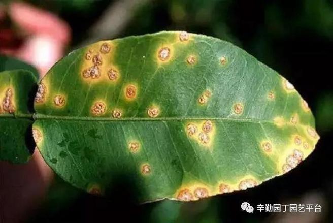 坏死症 绿色中文正式版