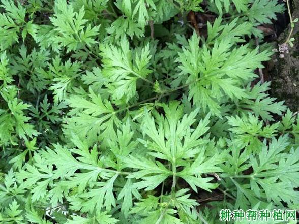 感谢你的投递 免安装绿色中文版