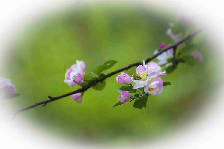 春泥 免安装绿色中文版