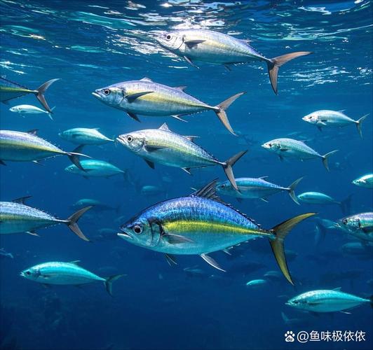水下金枪鱼 免安装绿色版