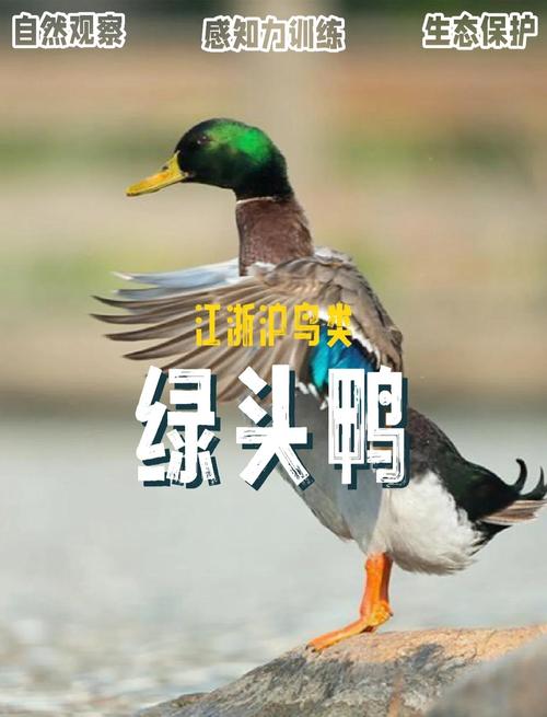 鸭子:好奇心 免安装绿色版