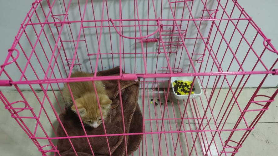 买号猫