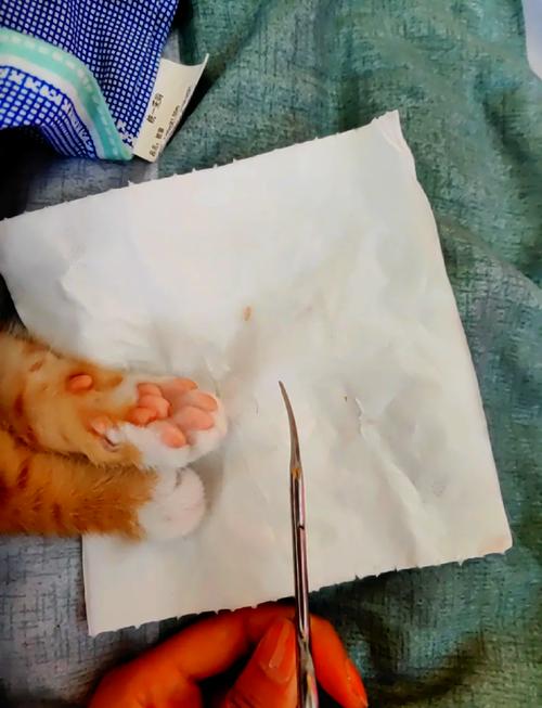 猫修