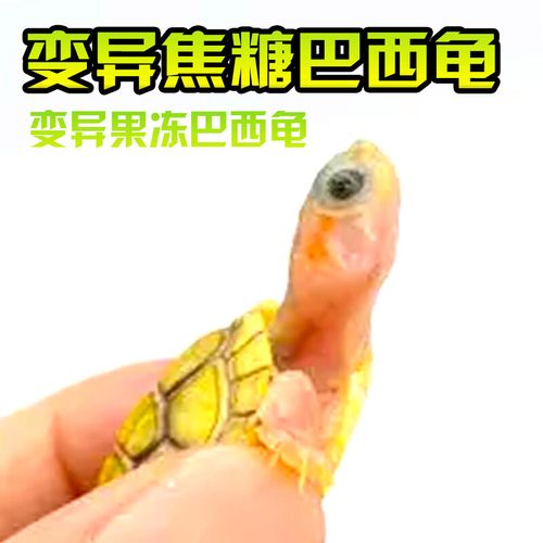闪电龟